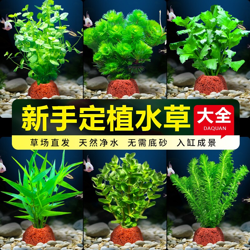 火山石水草净化水质|千人回购图片