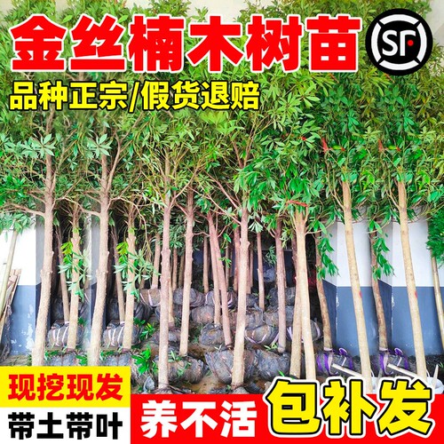 金丝楠木树苗正宗四川名贵树苗庭院常青小叶桢楠赤楠金丝楠木大树