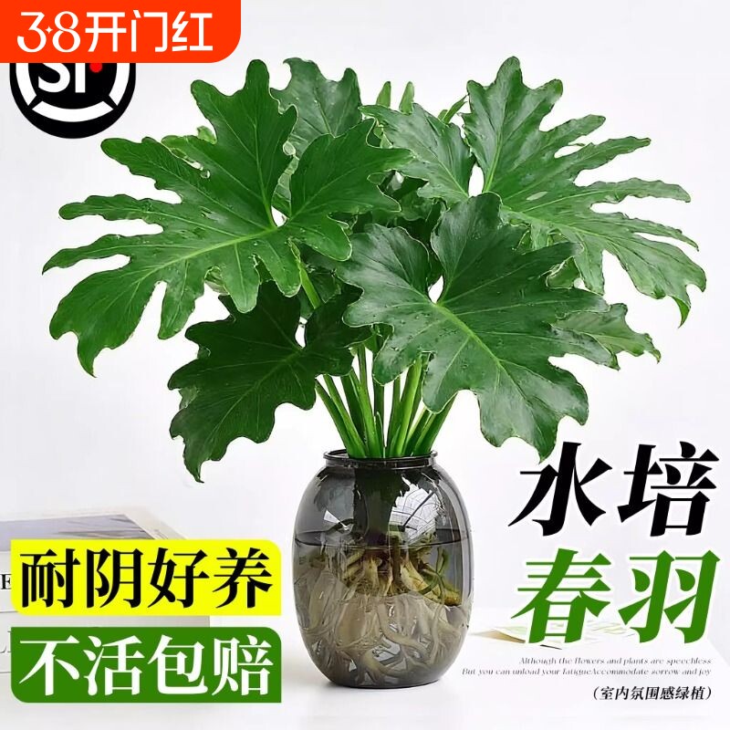 春羽水培植物盆栽室内客厅办公室桌面花卉大叶龟背竹好养绿植