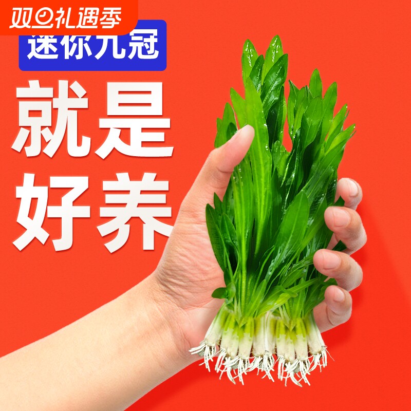 迷你九冠鱼缸水草养鱼造景植物细叶铁大叶新手懒人活体淡水榕阴性