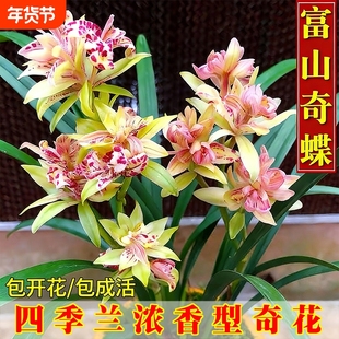 浓香四季建兰夏带花富山奇蝶兰花苗好养室内绿植花卉盆栽品种开花