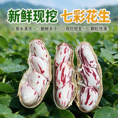 2026年新鲜七彩花生带壳湿花生黑花生现挖现发牛奶水果花生当季