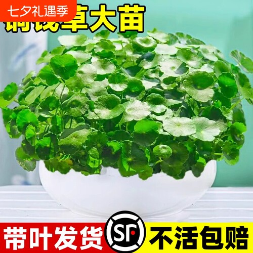 茂盛带叶铜钱草包成活