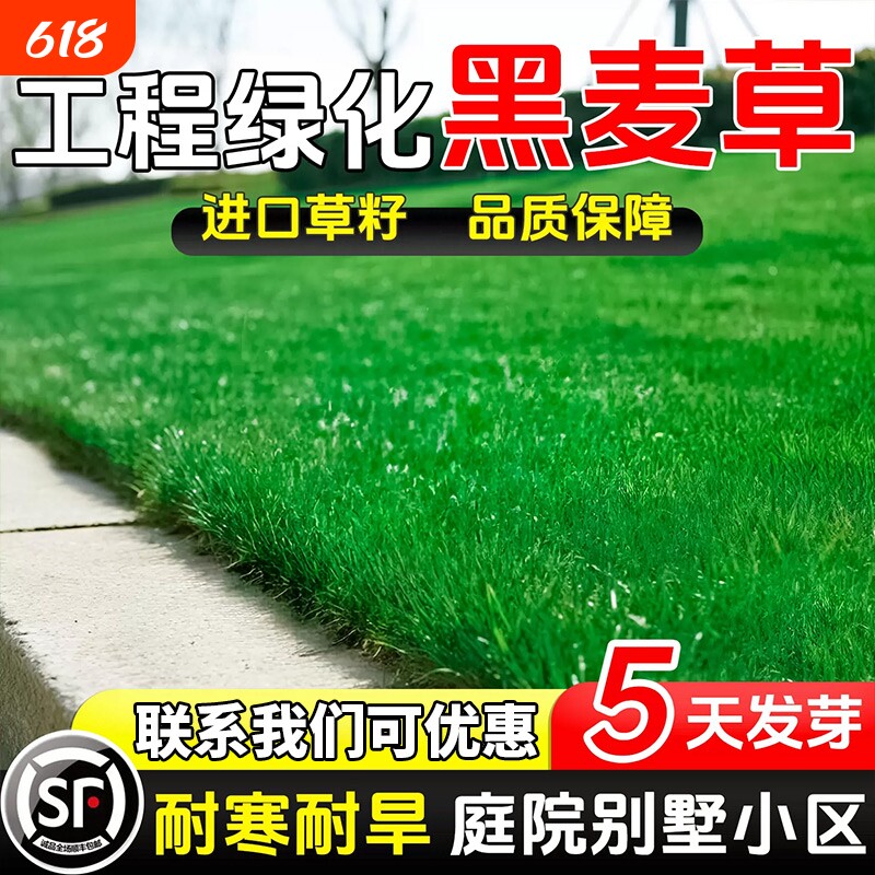 黑麦草草籽草坪耐寒四季常青庭院护坡绿化草皮种子多年生种植耐旱