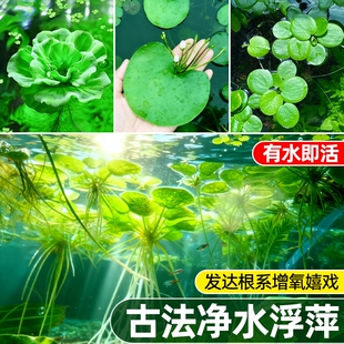 浮萍水草古法养鱼鱼缸造景植物龟缸躲避水培漂浮草圆心水质套餐