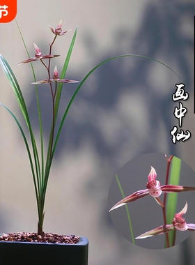 浙江细叶寒兰名贵兰花苗画中仙冬带花苞室内花卉绿植盆栽客厅品种