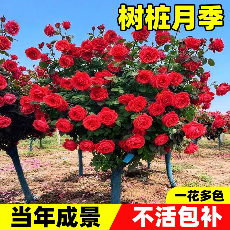 树桩月季特大花嫁接棒棒糖蔷薇玫瑰花杆四季开花庭院植物多色花期