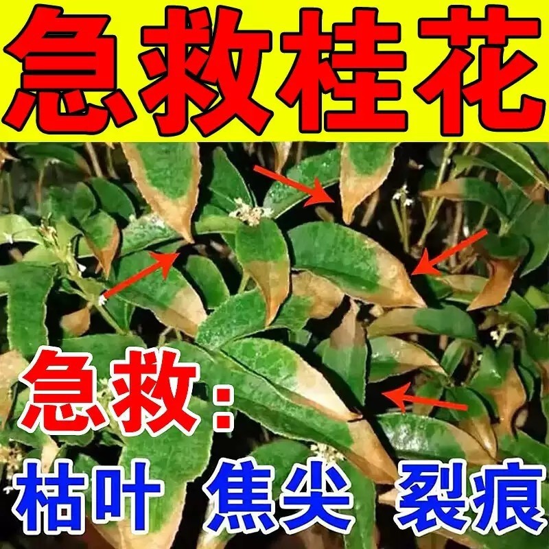 桂花枯叶病黄叶焦叶桂花树专用肥料杀菌剂盆栽营养液黄尖叶子焦尖
