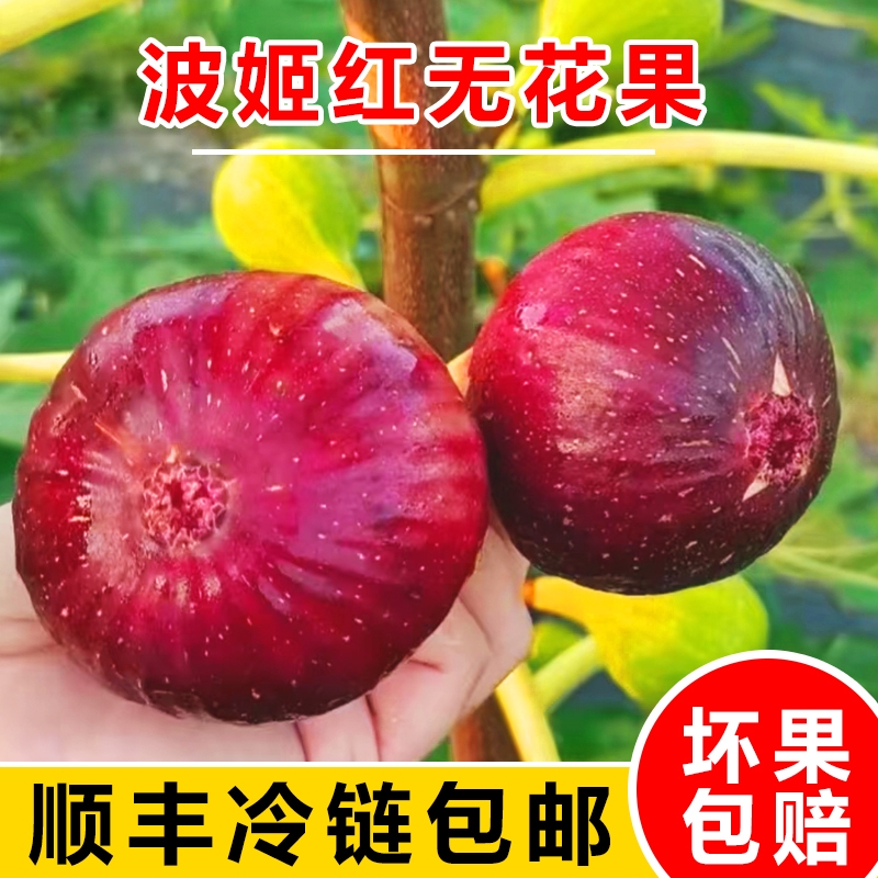 顺丰包邮新鲜现摘红皮无花果孕妇儿童水果大果鲜果软糯非青皮批发