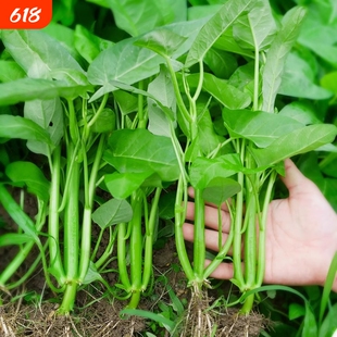 高产三叉空心菜秧苗空心菜种子四季盆栽白梗柳叶多茬采收蔬菜苗