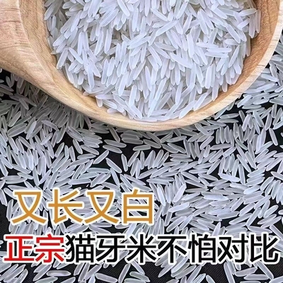 大米高品质正宗猫牙米2025年当季新米壮乡长粒香米生态优质丝苗米