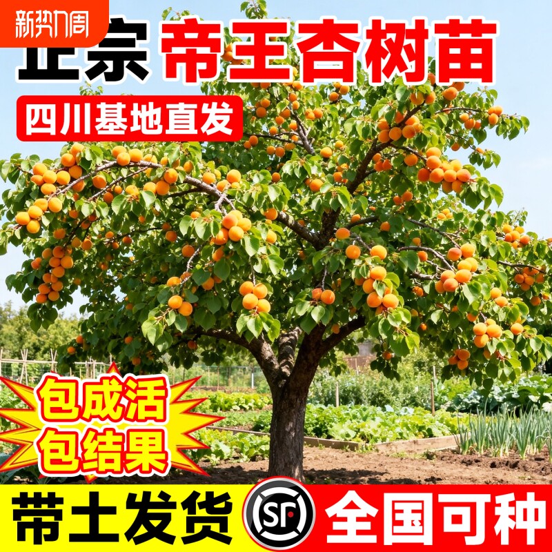 特大帝王杏树果苗南北方四季种植盆栽地栽嫁接果树苗真结果庭院
