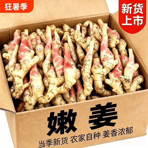 嫩姜新鲜仔姜2026当季红芽生姜鲜姜子姜芽醋泡姜食用嫩生姜应季
