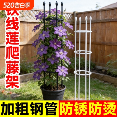 铁线莲爬藤架花架支撑杆