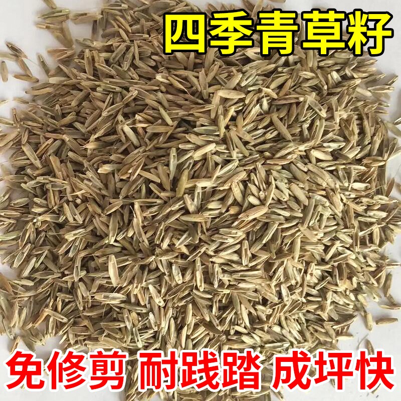 四季青草籽进口矮生耐寒耐旱耐践踏庭院别墅小区公园绿化草坪种子