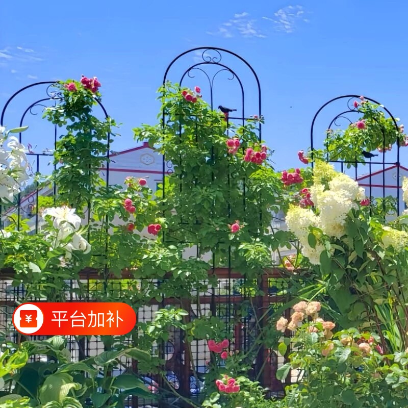 户外铁艺花园庭院栅栏爬藤架花架铁线莲蔷薇月季植物绿萝撑杆支架