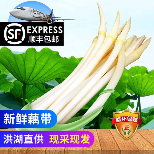 【顺丰包邮】洪湖藕带藕尖藕肠子当季时令蔬菜藕带新鲜洪湖莲藕带