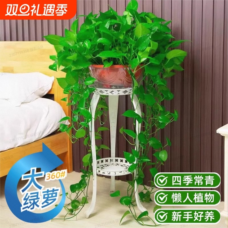 绿萝盆栽净化空气室内办公室水培花卉绿植除甲醛甲醛客厅好养大盆