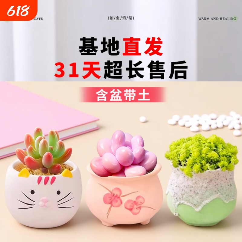 多肉植物组合室内小盆栽玉露桃蛋老桩仙人球绿植仙人掌DIY花盆