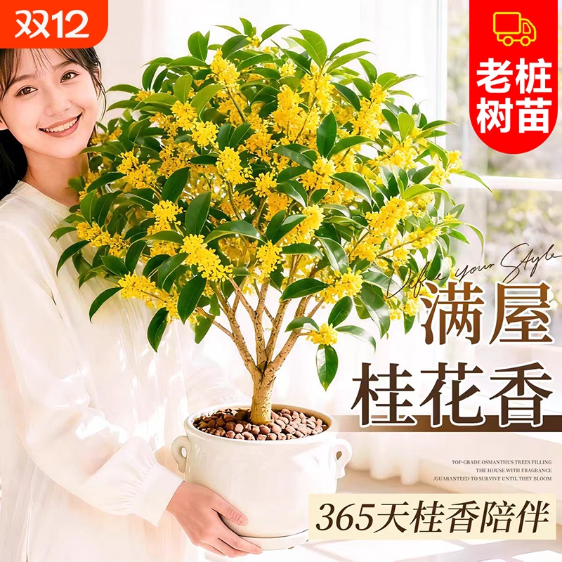 桂花盆栽树苗四季桂可食用开花不断室内阳台庭院浓香型花卉植物