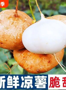 农家嫩凉薯清爽解腻当季生鲜果蔬