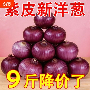 新鲜食材紫皮洋葱圆葱厨房调味农家蔬菜洋葱葱头辛辣包邮自种