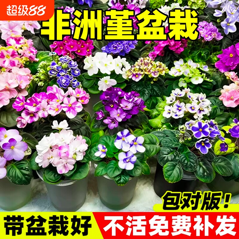 非洲堇盆栽花苗带花苞紫罗兰大花室内外阳台鲜花绿植四季种植物