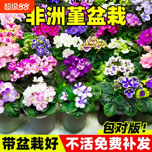 非洲堇盆栽花苗带花苞紫罗兰大花室内外阳台鲜花绿植四季种植物