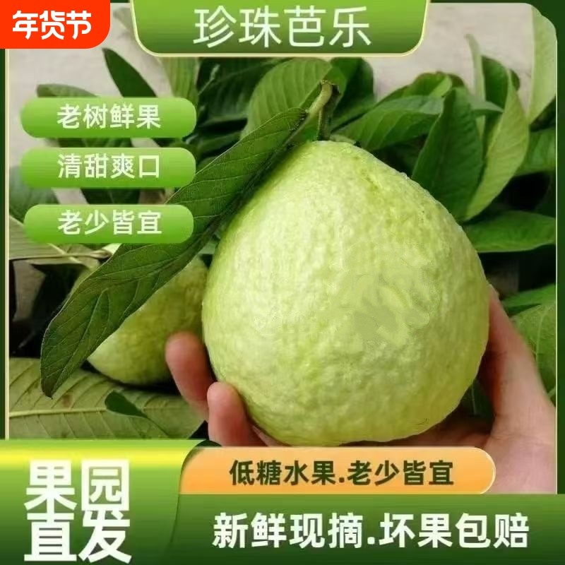 广东白心芭乐水果番石榴当季新鲜老树爽脆孕妇石榴红心软糯果园,水产肉类/新鲜蔬果/熟食,番石榴/芭乐,淘宝优惠券,粉丝福利购,淘宝优惠卷