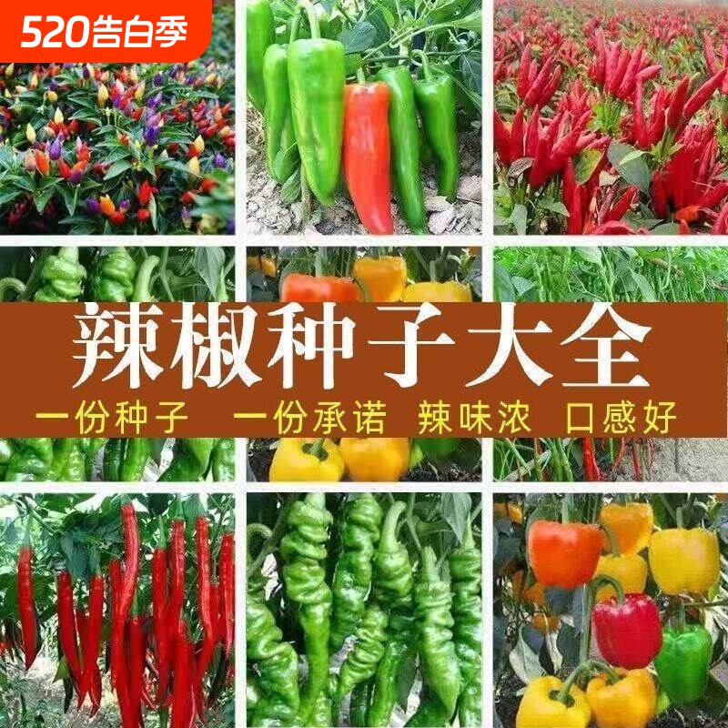 辣椒种子苗子青椒线杭椒朝天椒早熟高产家庭蔬菜种植盆栽阳台庭院