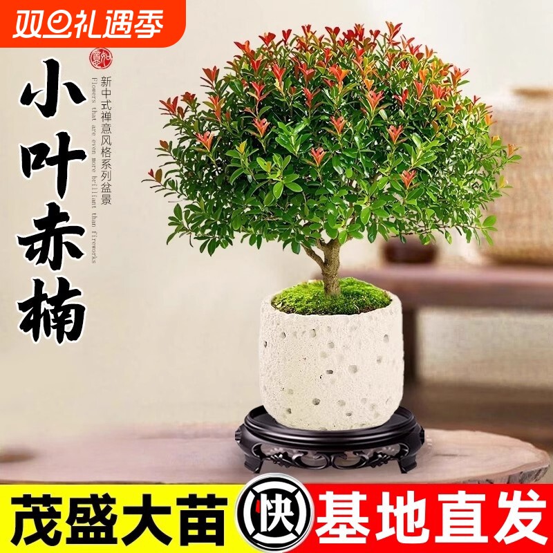 小叶赤楠老桩盆栽客厅桌面盆栽植物室内阳台四季好养植物绿植花卉