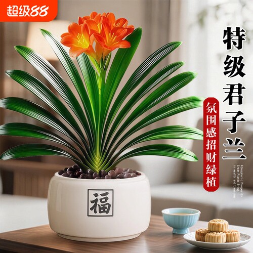 名贵君子兰盆栽室内绿植客厅花卉带花圆头和尚植物四季好养盆景
