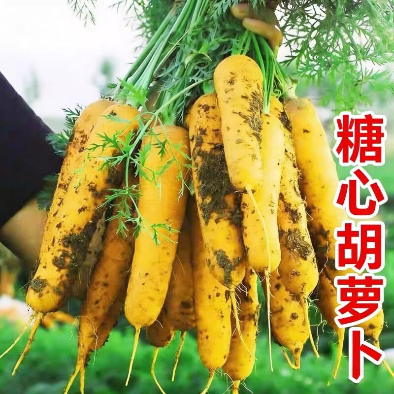 山西黄萝卜胡萝卜手抓饭配料黄色餐饮直供新货农家自种糖心蔬菜 - 实物图