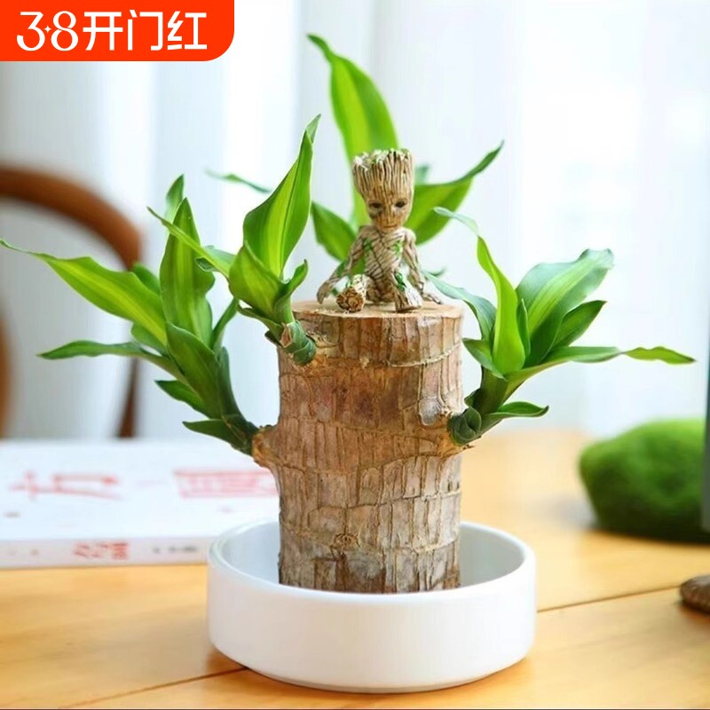 巴西木格鲁特水培养幸运木带芽开花卉室内桌面办公室绿植盆栽客厅