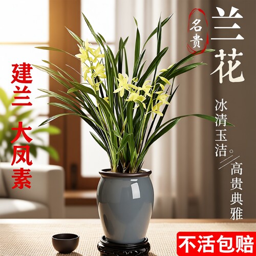 四季兰建兰大凤素夏带花苞开花室内花卉兰花苗客厅品种名贵好养活