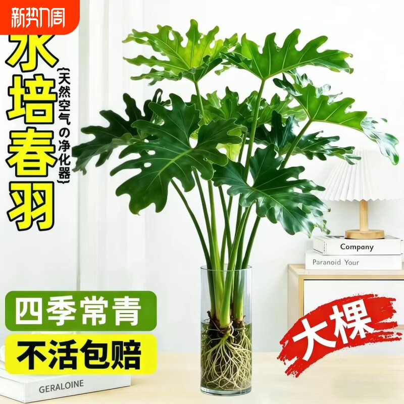 春羽水培植物客厅室内盆栽水养绿植办公室桌面花卉大叶龟背竹阳台