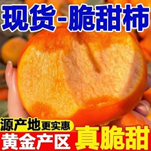 正宗阳丰脆柿应季新鲜甜柿子4.5斤