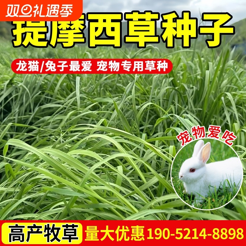 提摩西草种子提草梯牧草养兔荷兰猪豚鼠等宠物口粮多年生牧草种子