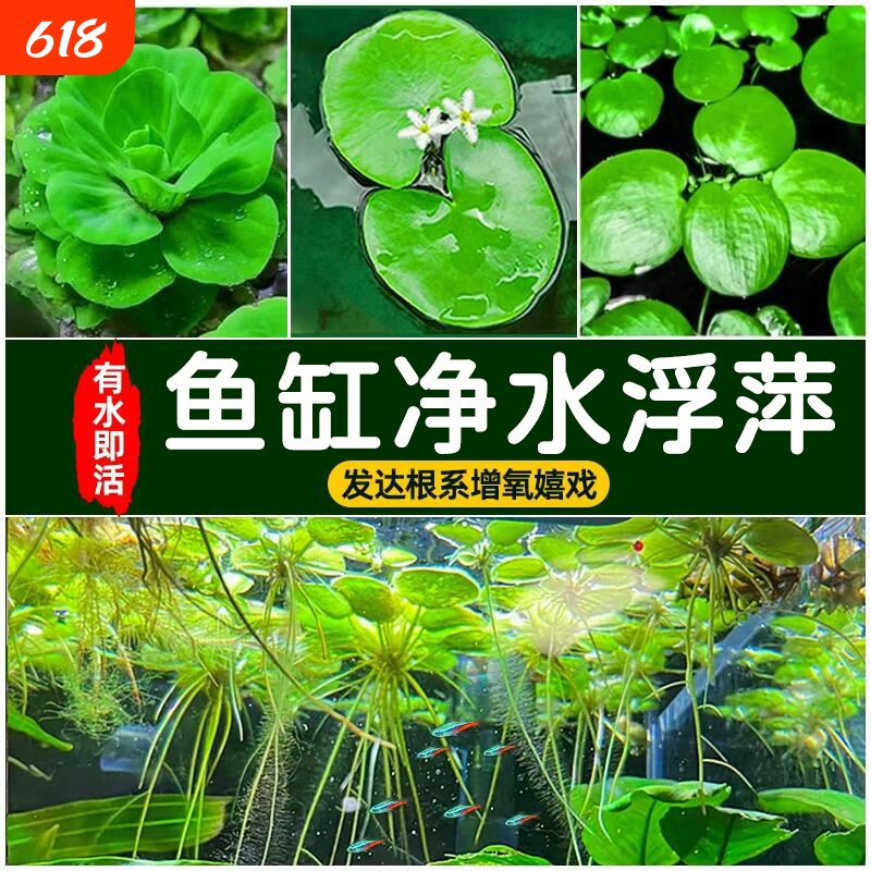 大美浮萍鱼缸水草植物一叶莲造景冒泡水培水芙蓉睡莲净水漂浮水草