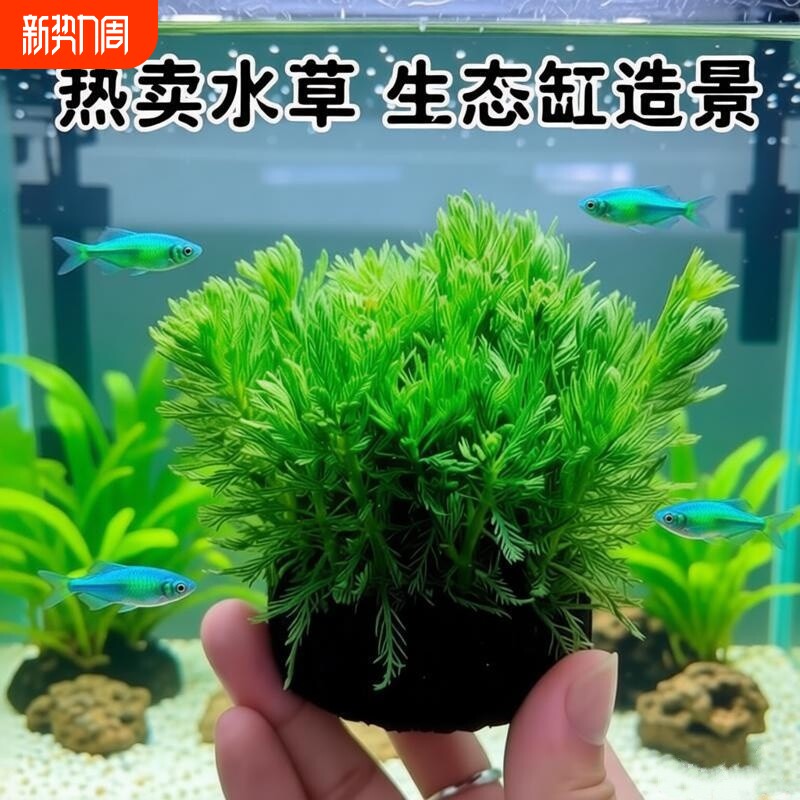 净水植物羽毛宝塔沼泽过滤水草大聚藻水陆缸养鱼养乌龟鳖淡水增氧