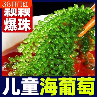 儿童海葡萄即食水葡萄绿色鱼子酱海藻凉拌菜盐渍水葡萄爆珠海草