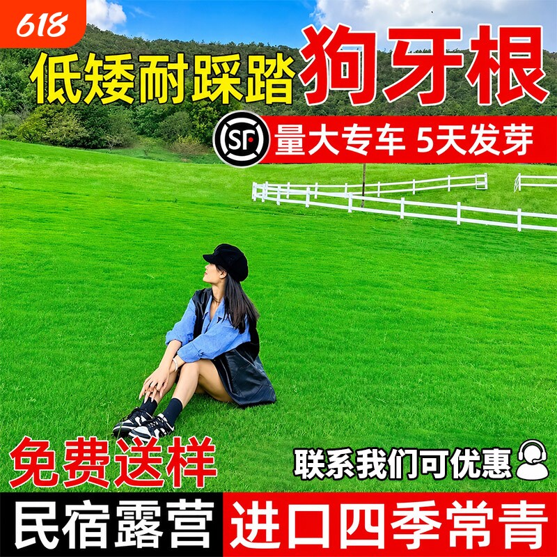 狗牙根草籽进口四季常青护坡低矮耐踩踏民宿露营公园绿化草坪种子