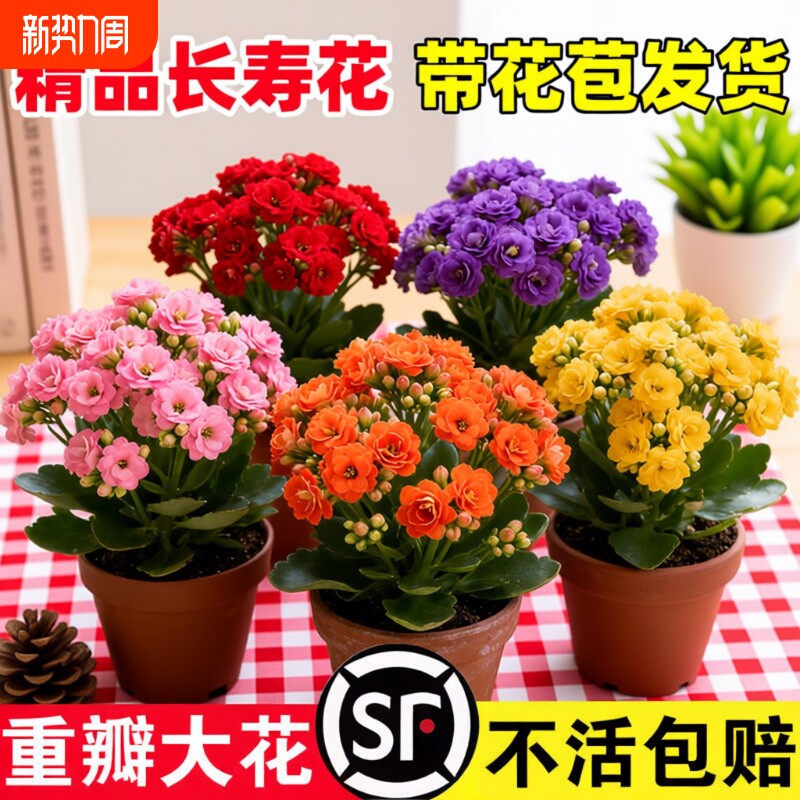 新品长寿花盆栽带花苞重瓣大花苗阳台花卉绿植物室内好养四季开花