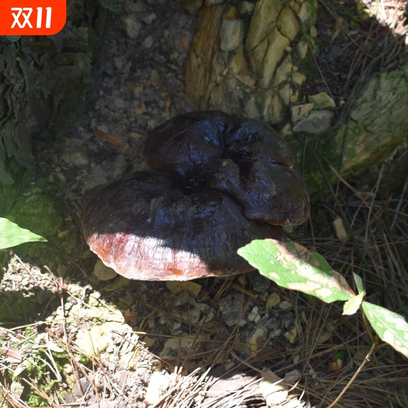 贵州深山野生黑灵芝整个 正宗野生灵芝正朵正品干货 可泡酒可泡茶