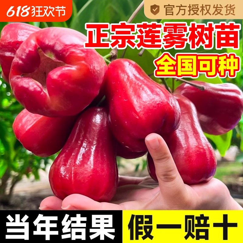 黑金刚莲雾树苗黑糖芭比台湾嫁接四季新品种南方果树庭院地栽带叶