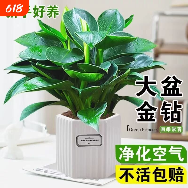 大金钻盆栽水培植物室内绿萝箩绿植多肉大叶植物除甲醛客厅办公室