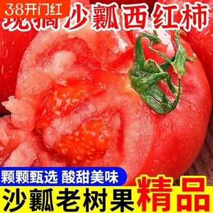 露天沙瓤番茄生吃西红柿新鲜大番茄自然熟水果粉柿子5斤装现摘