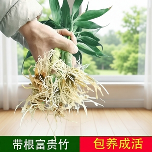 富贵竹水培植物水养带根观音竹绿萝竹子绿植盆栽植物室内花瓶客厅
