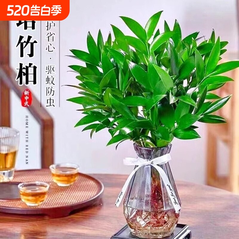 驱蚊竹柏大苗水培植物室内水养富贵竹绿植花卉盆栽四季常青花瓶