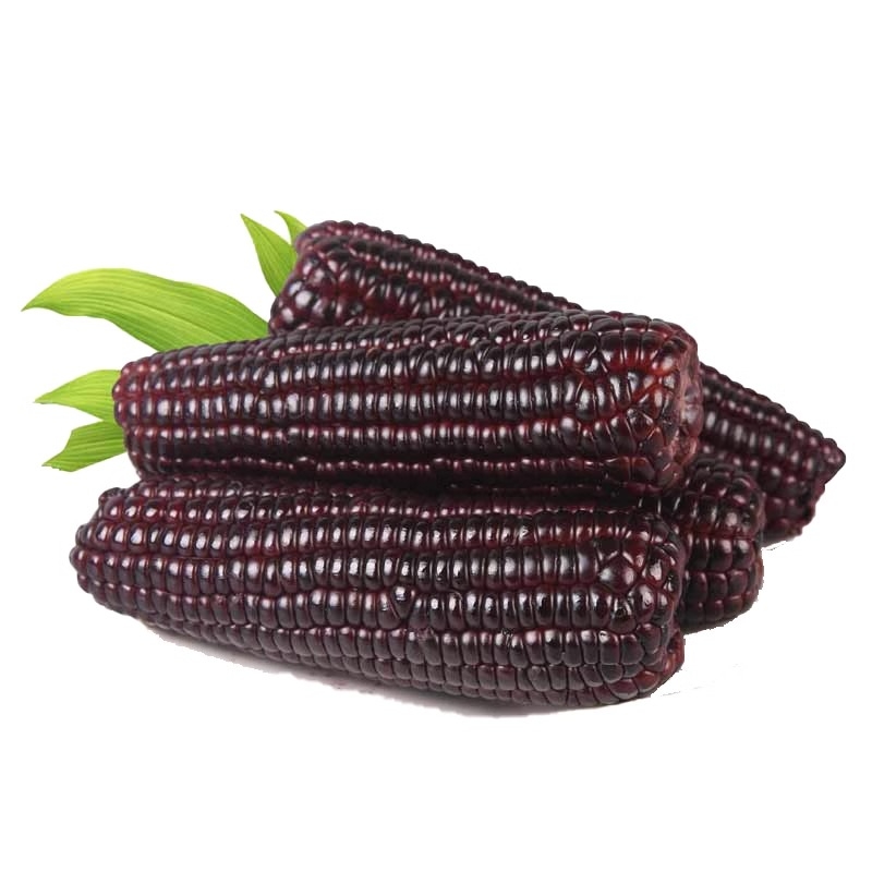 山西忻州黑糯玉米棒新鲜紫甜糯玉米带皮黑玉米
